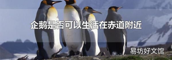 企鹅是否可以生活在赤道附近