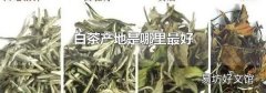 白茶产地是哪里最好