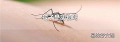 蚊子是动物吗