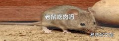 老鼠吃肉吗