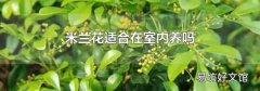 米兰花适合在室内养吗