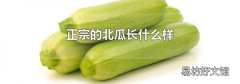 正宗的北瓜长什么样