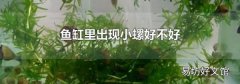 鱼缸里出现小螺好不好