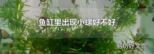 鱼缸里出现小螺好不好
