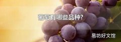 葡萄有哪些品种?