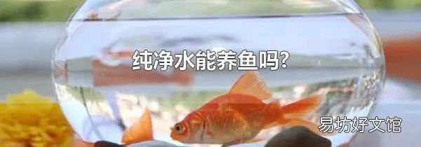 纯净水能养鱼吗?