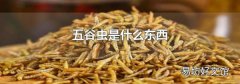 五谷虫是什么东西
