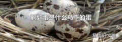 鹌鹑蛋是什么鸟下的蛋