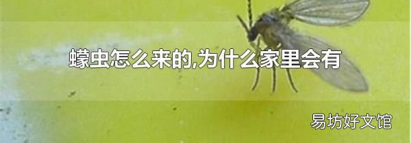 蠓虫怎么来的,为什么家里会有