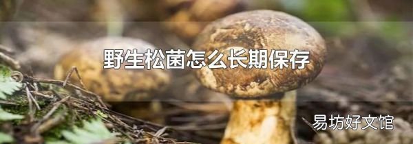 野生松菌怎么长期保存