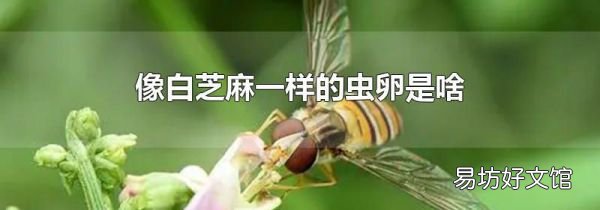 像白芝麻一样的虫卵是啥