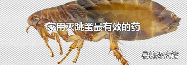 家用灭跳蚤最有效的药