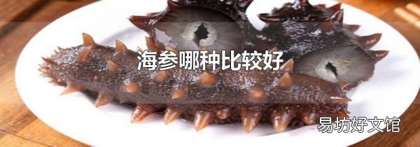 海参哪种比较好