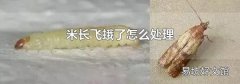 米长飞蛾了怎么处理