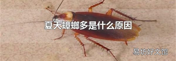 夏天蟑螂多是什么原因