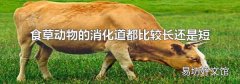 食草动物的消化道都比较长还是短