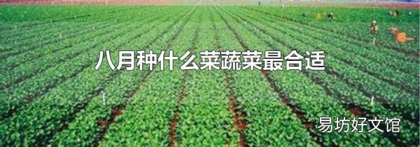 八月种什么菜蔬菜最合适