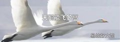 天鹅能飞多高