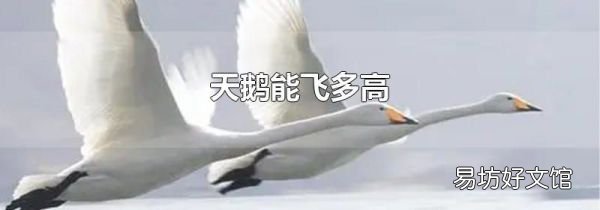 天鹅能飞多高