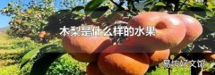 木梨是什么样的水果