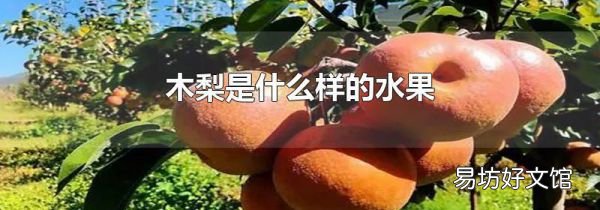 木梨是什么样的水果