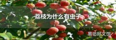 荔枝为什么有虫子
