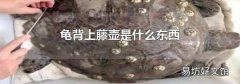 龟背上藤壶是什么东西