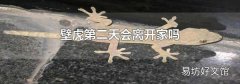 壁虎第二天会离开家吗