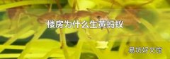 楼房为什么生黄蚂蚁
