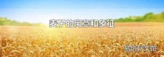 麦子的寓意和象征