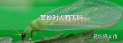 草蛉对人有害吗