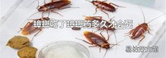 蟑螂吃了蟑螂药多久才会死