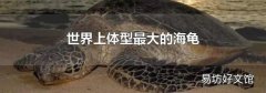 世界上体型最大的海龟