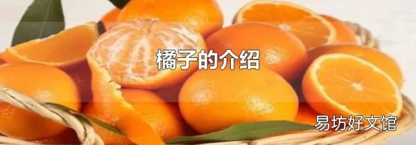 橘子的介绍