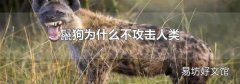 鬣狗为什么不攻击人类