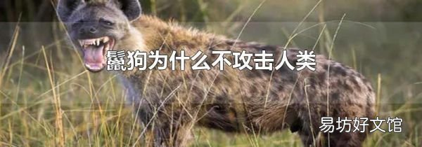 鬣狗为什么不攻击人类