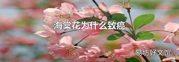 海棠花為什么致癌