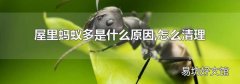 屋里蚂蚁多是什么原因,怎么清理