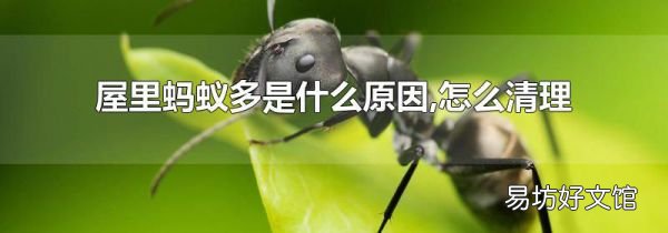 屋里螞蟻多是什么原因,怎么清理