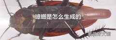 蟑螂是怎么生成的