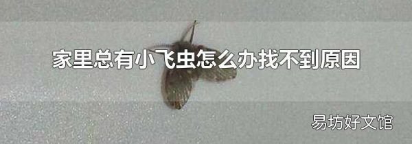 家里总有小飞虫怎么办找不到原因