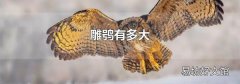 雕鸮有多大