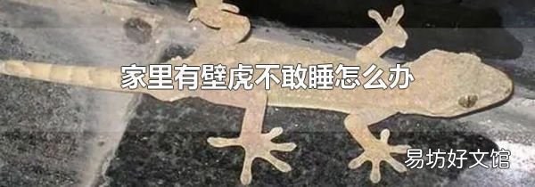 家里有壁虎不敢睡怎么办