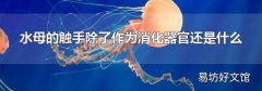 水母的触手除了作为消化器官还是什么