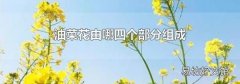 油菜花由哪四個(gè)部分組成