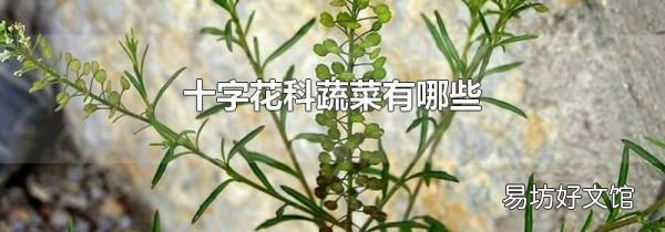 十字花科蔬菜有哪些