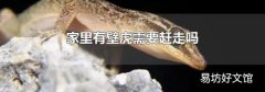 家里有壁虎需要趕走嗎