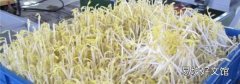 豆芽机怎么发豆芽