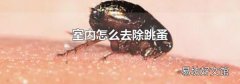室內(nèi)怎么去除跳蚤