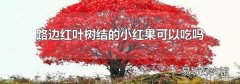 路边红叶树结的小红果可以吃吗
